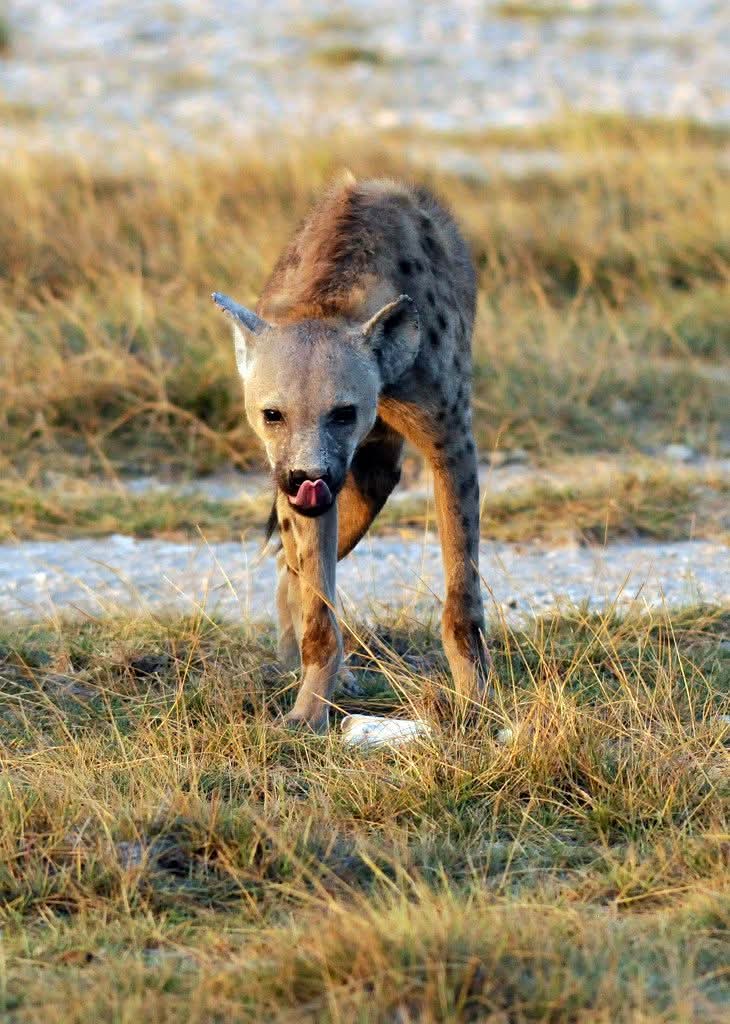 Safari image 6